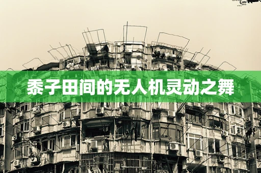 黍子田间的无人机灵动之舞