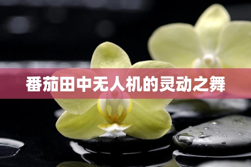 番茄田中无人机的灵动之舞