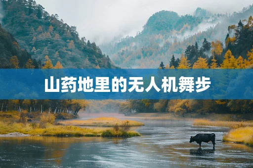 山药地里的无人机舞步