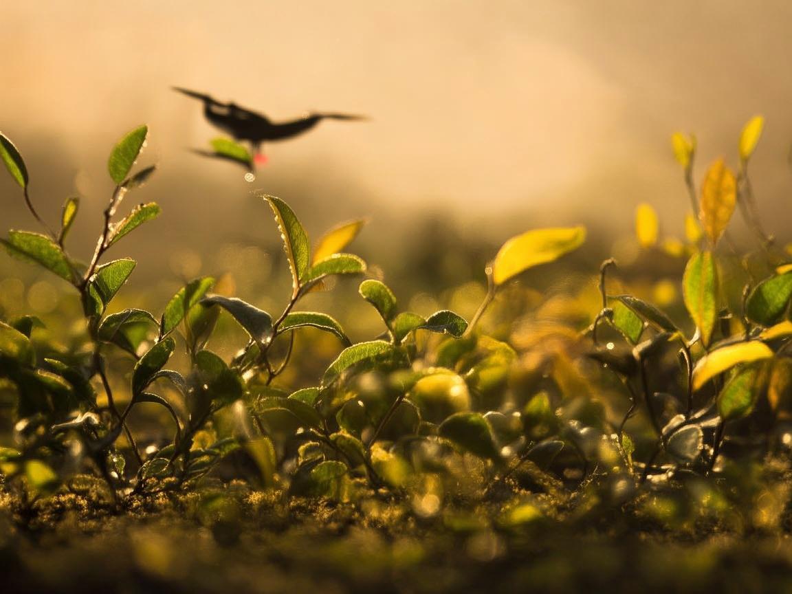无人机下的茶香之舞